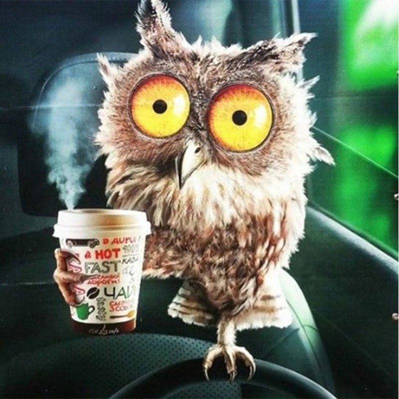 Owl And Coffee