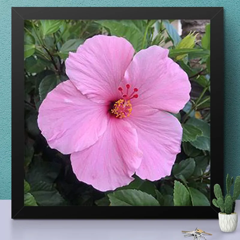 Beautiful Flower