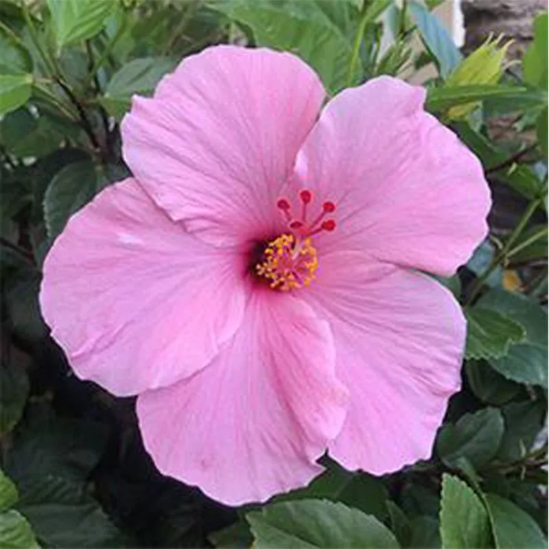 Beautiful Flower