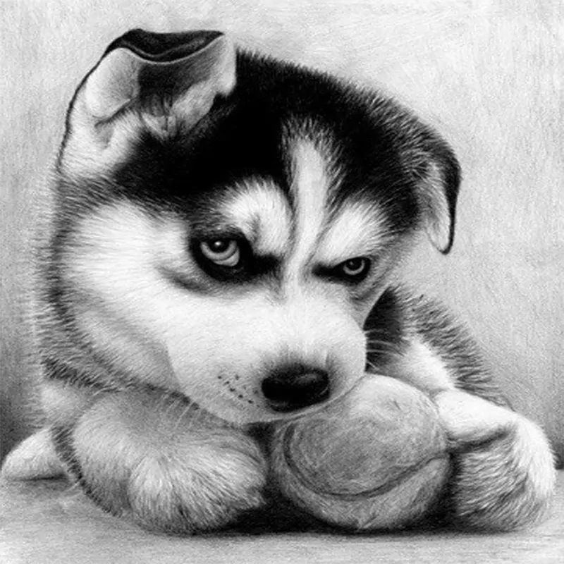 Angry Puppy