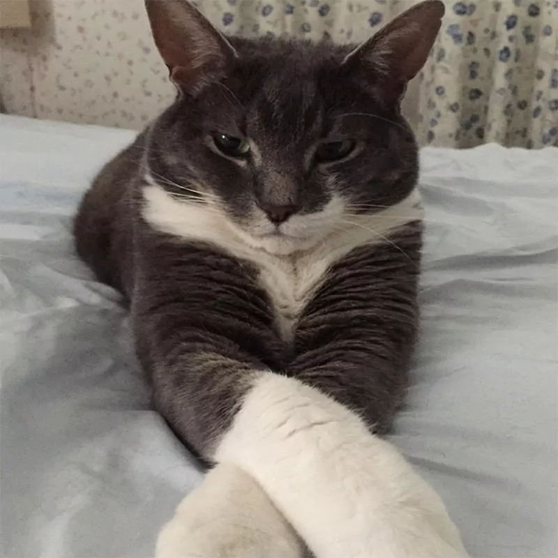 Amazing Black And White Cat