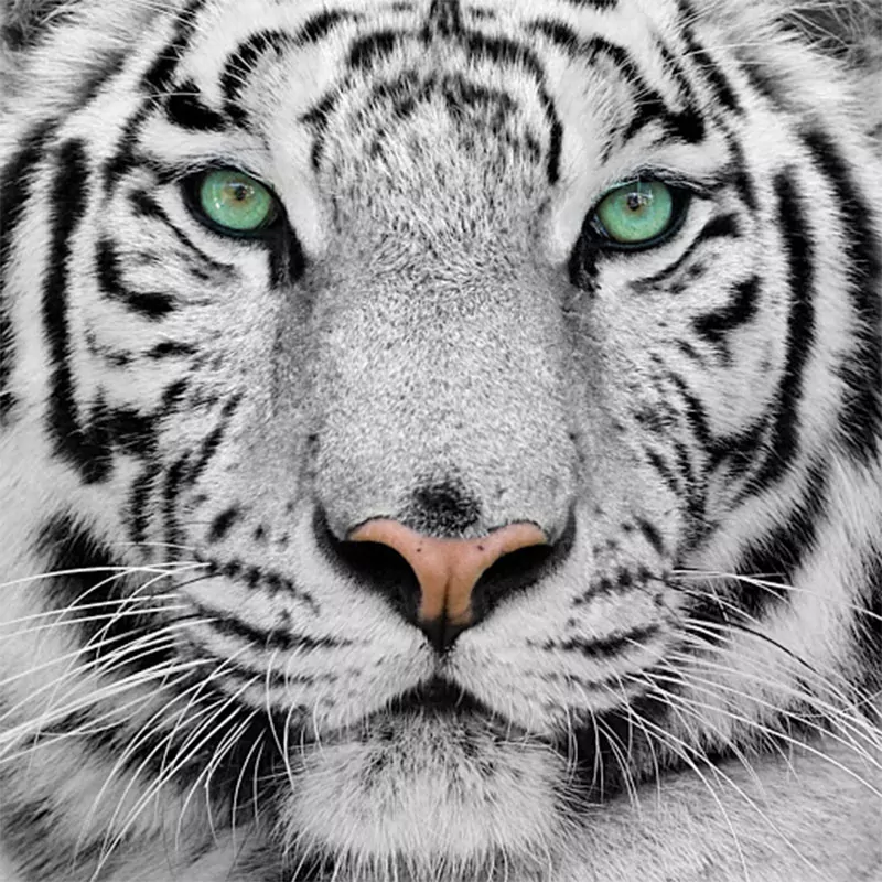 Beautiful Tiger