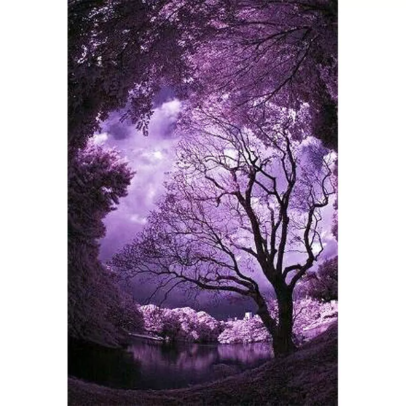 Amazing Moonlight and Tree