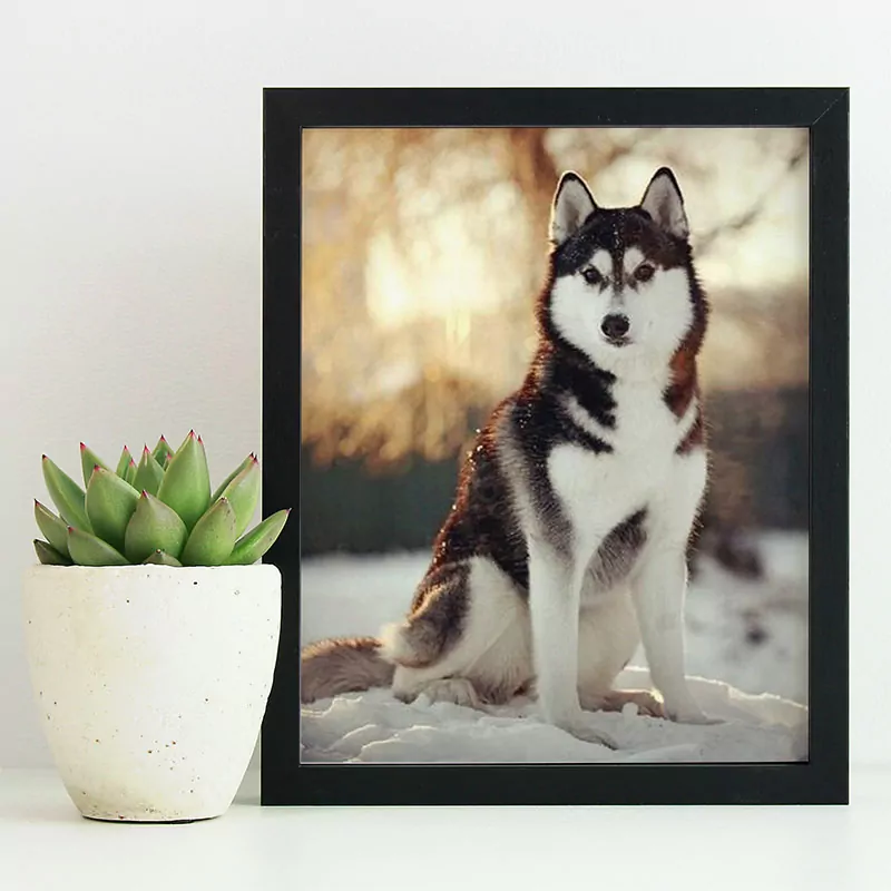 Brown and White Dog