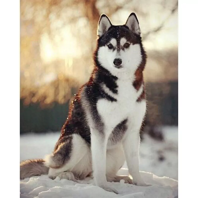 Brown and White Dog