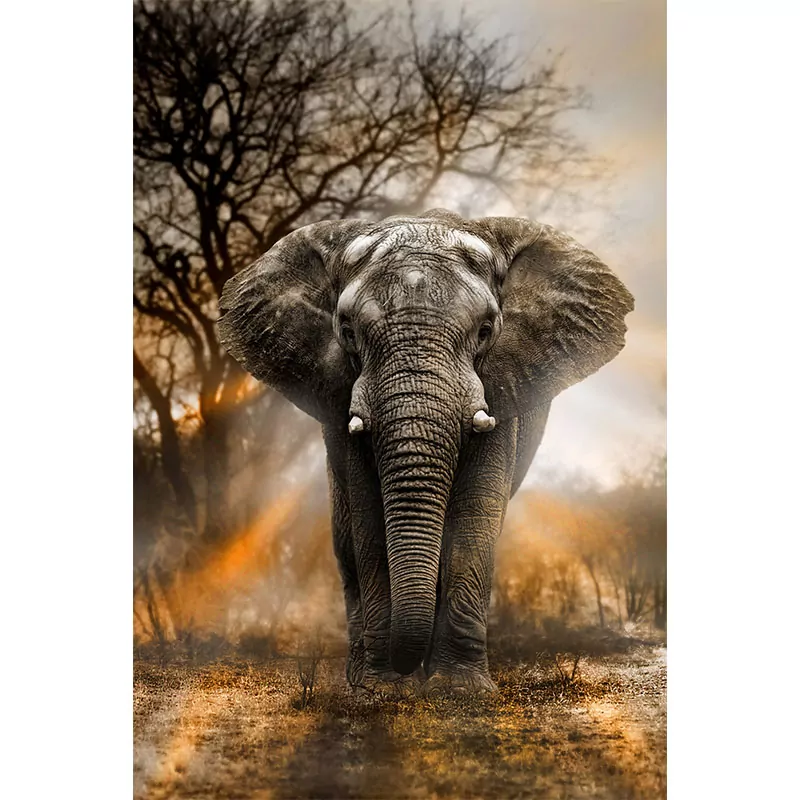 The Amazing Elephant