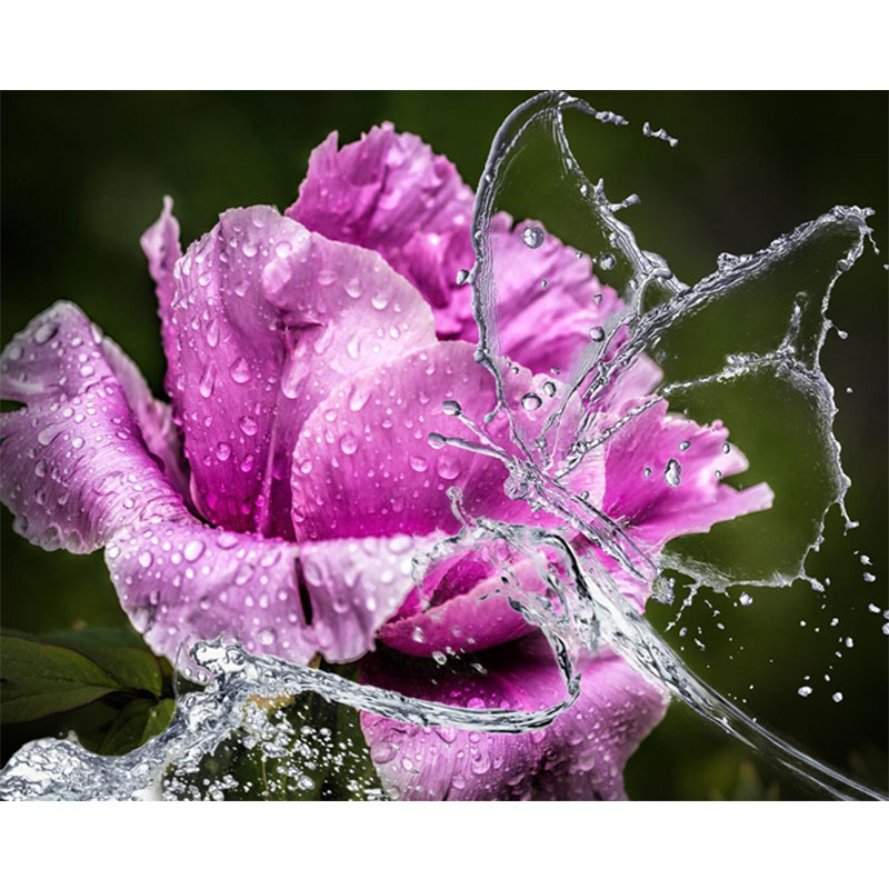 Beautiful Rose And Water