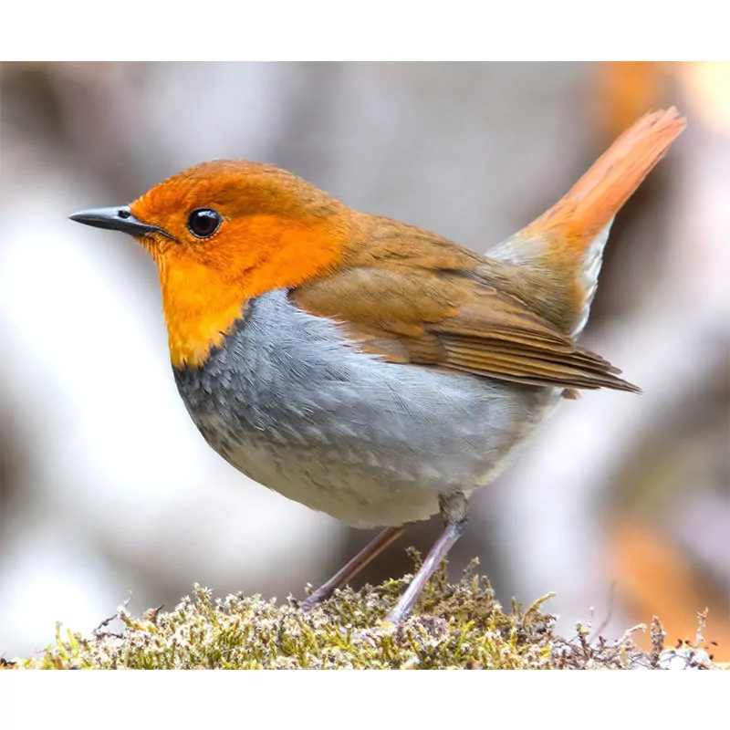 Beautiful Bird