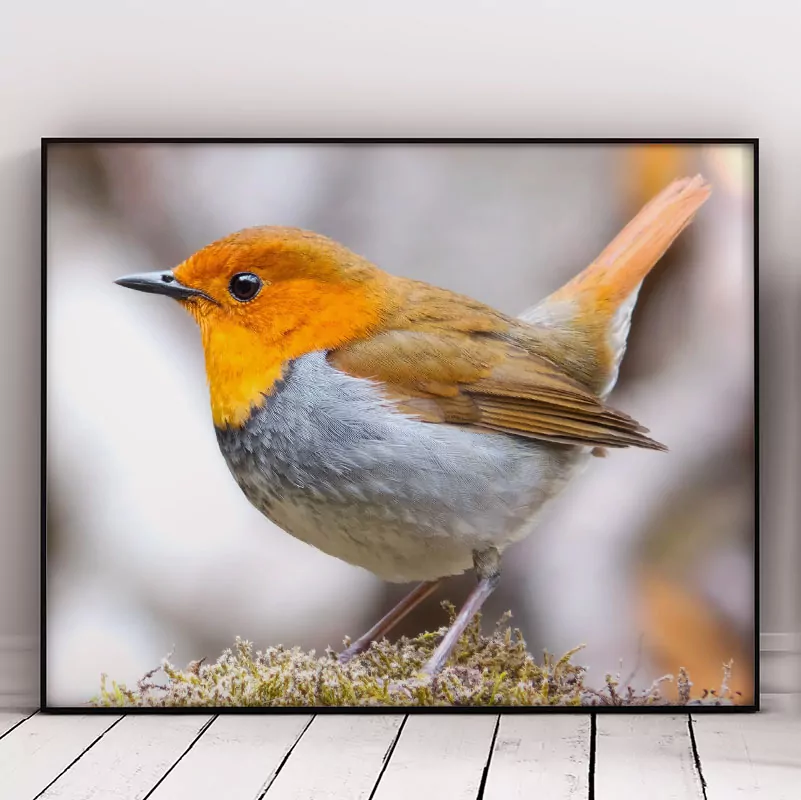 Beautiful Bird