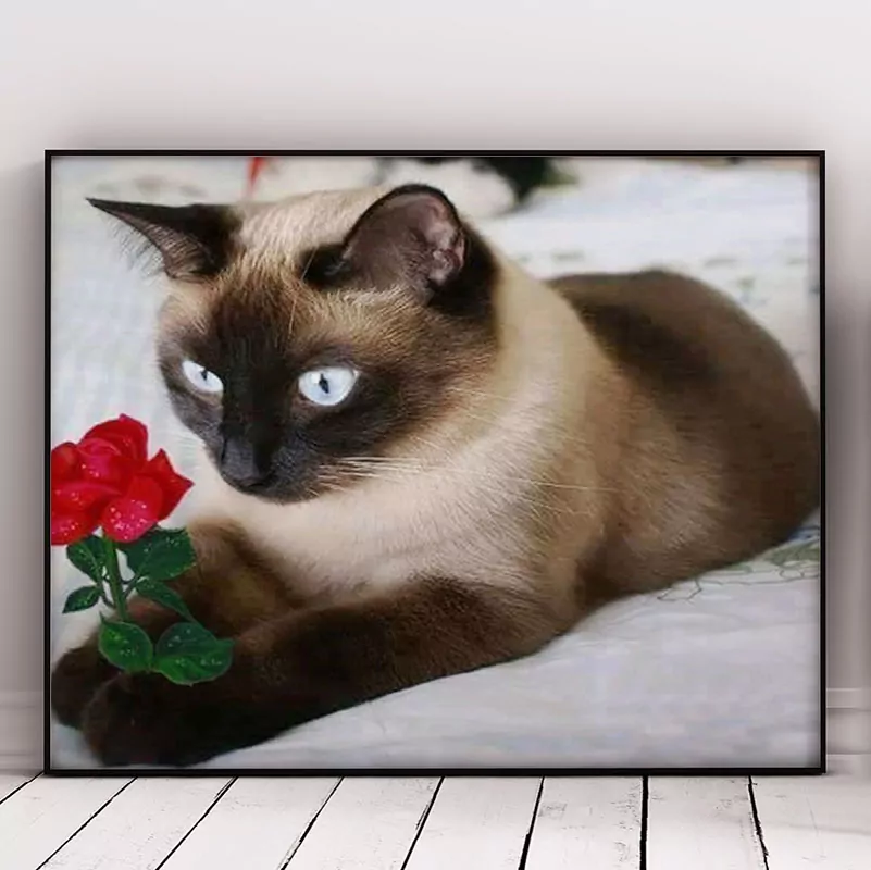 Cat And Red Rose