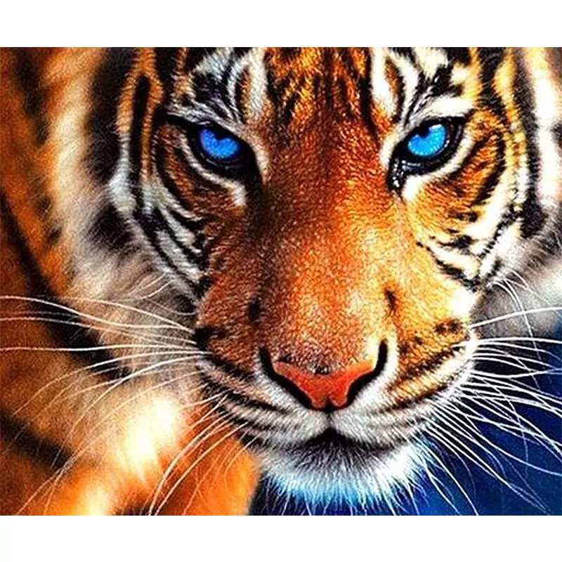 Tiger with Blue Eye