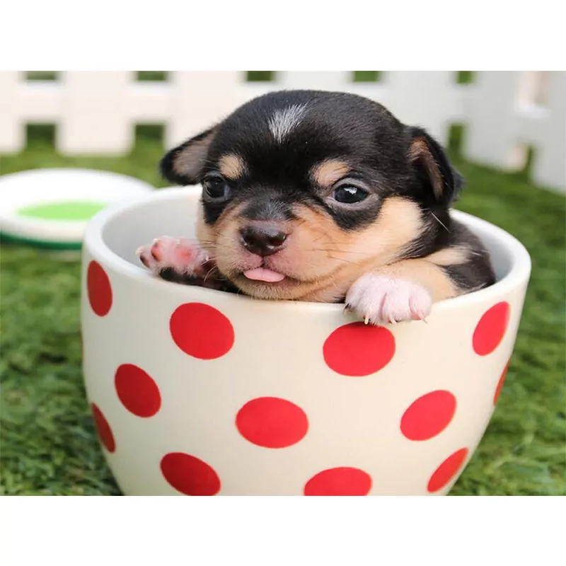 Cute dog in a Coffee Mug