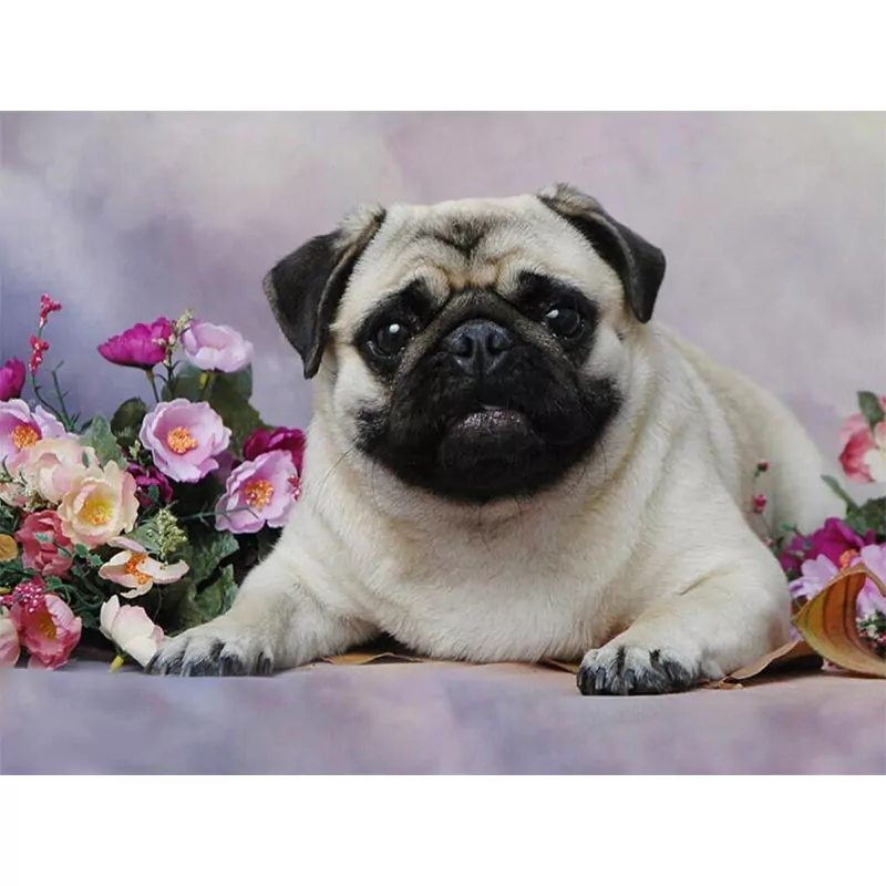 Cute Dog