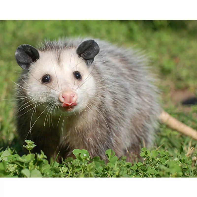 Virginia opossum