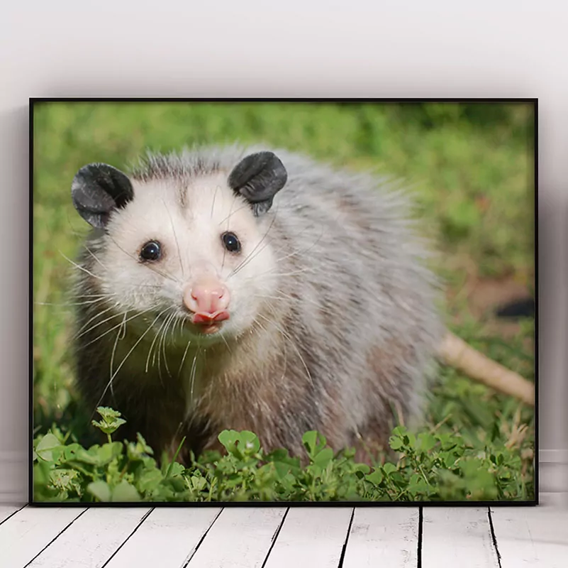 Virginia opossum