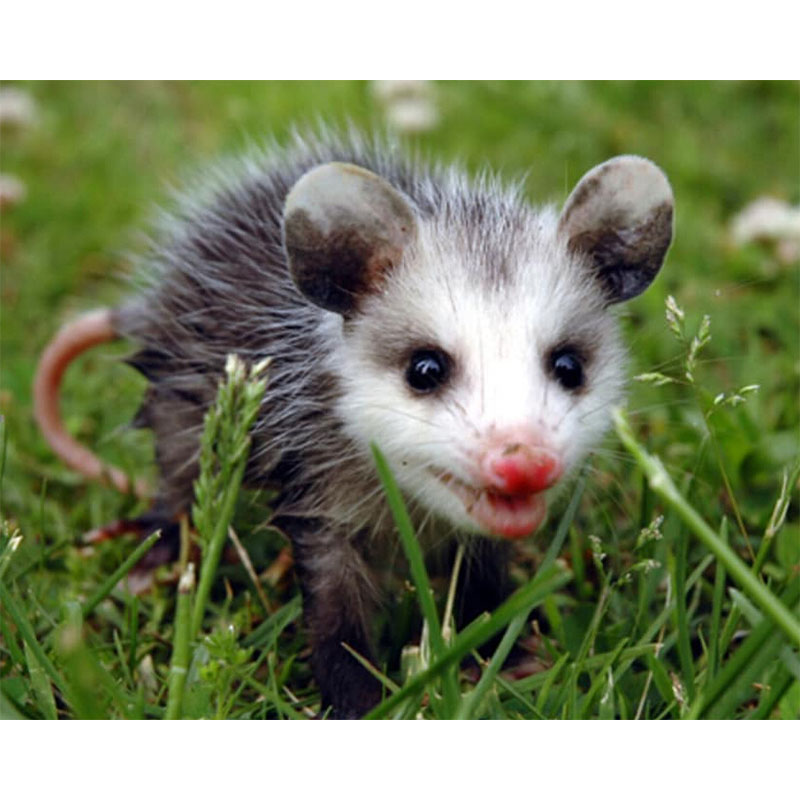 Beautiful Opossum