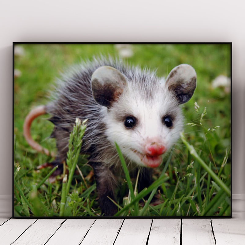 Beautiful Opossum