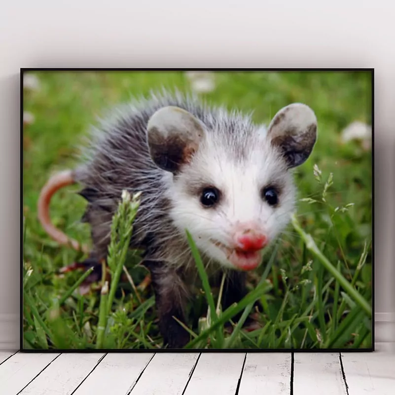 Beautiful Opossum