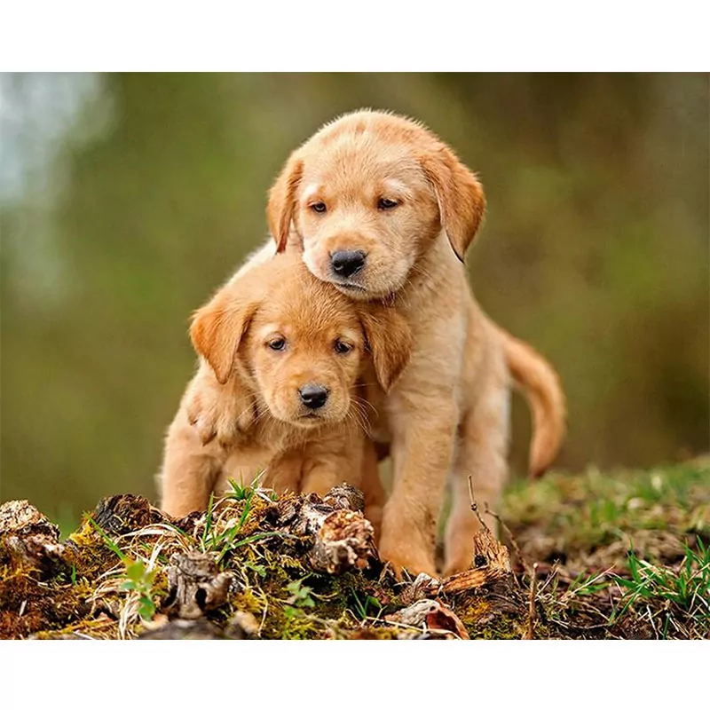 The Cutest Puppies
