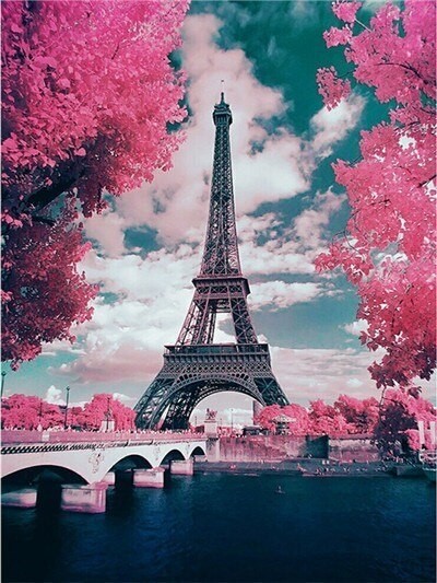 Pink Flower and Eiffel Tower