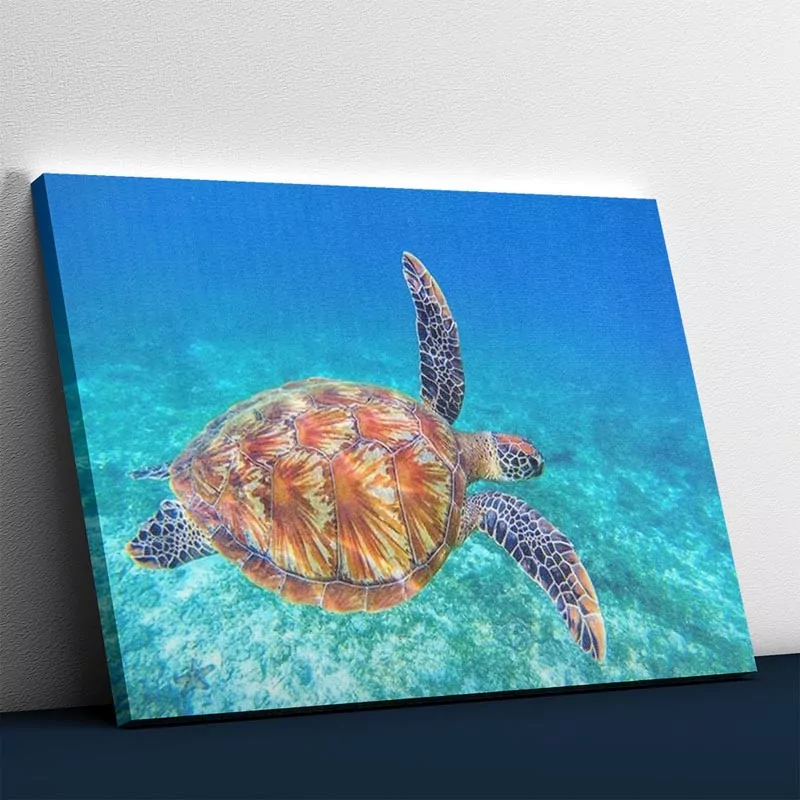 De Gelukkige Schildpad